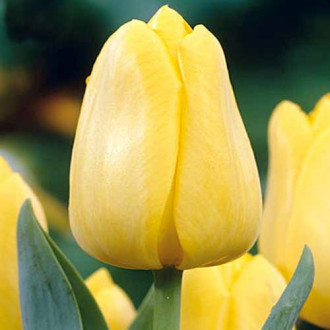 Tulpe Strong Gold interface.image 1