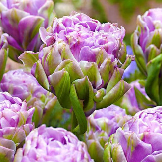 Tulpe Violet Prana interface.image 5