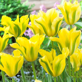 Tulpe Yellow Spring Green interface.image 3