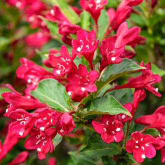 Weigela All Summer Red, С2 interface.image 1