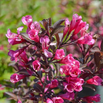 Weigela florida Wine and Roses Alexandra, С2 interface.image 2