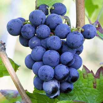 Weintraube Cabernet Cortis