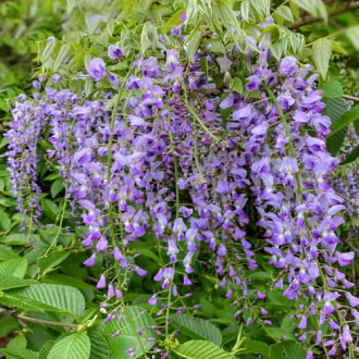 Wisteria floribunda Multijuga, С2 interface.image 6