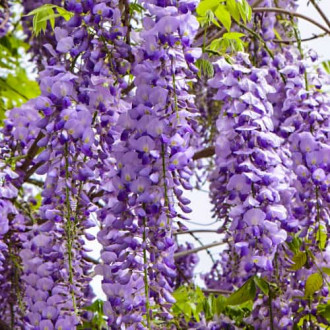 Wisteria floribunda Royal Purple, С2 interface.image 1