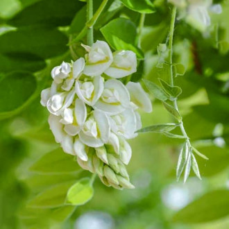 Wisteria frutescens Nivea, С2 interface.image 3