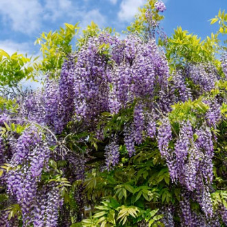 Wisteria macrostachya Blue Moon, С2 interface.image 4
