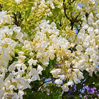 Wisteria macrostachya Clara Mack, С2 interface.image 5