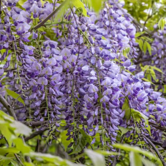 Wisteria sinensis Amethyst, С2 interface.image 6