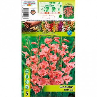 Zwerg-Gladiole Nathalie interface.image 6