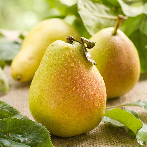 Birne Williams, С2 interface.image 1 interface.art 7938