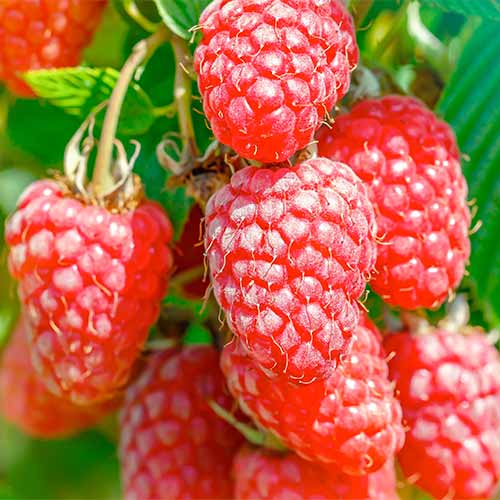 Himbeer-Brombeer Gigant, Р9 interface.image 1 interface.art 7511