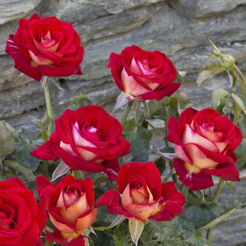 Edelrose Rosa Bicolette, root ball interface.image 3 interface.art 2106