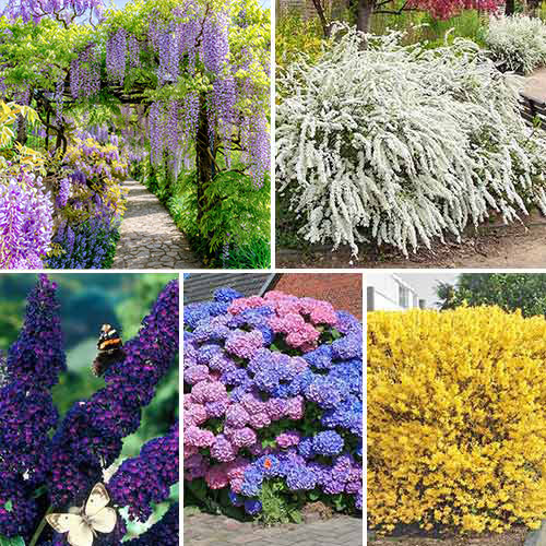 Ziersträucher Bluhender Garten, Set mit 5 Setzlingen interface.image 1 interface.art 9190