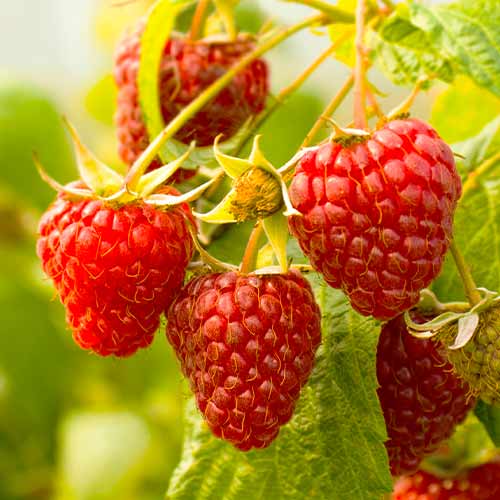 Himbeere Gigant rot (Ernte 2 Mal im Jahr), Р9 interface.image 1 interface.art 7536