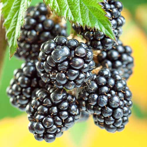 Brombeere Gigant, Р9 interface.image 1 interface.art 7506