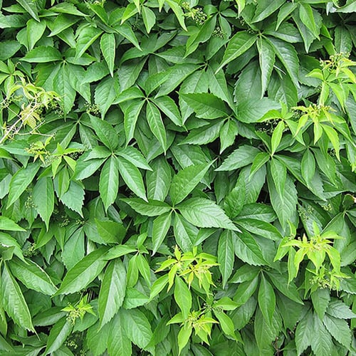 Selbstkletternde Jungfernrebe, P9 interface.art Bild 1 Selbstkletternde Jungfernrebe, P9 interface.image 1 interface.art 9018