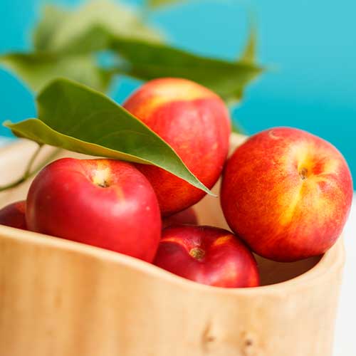 Nektarine Star Coral, C2 interface.image 1 interface.art 9685