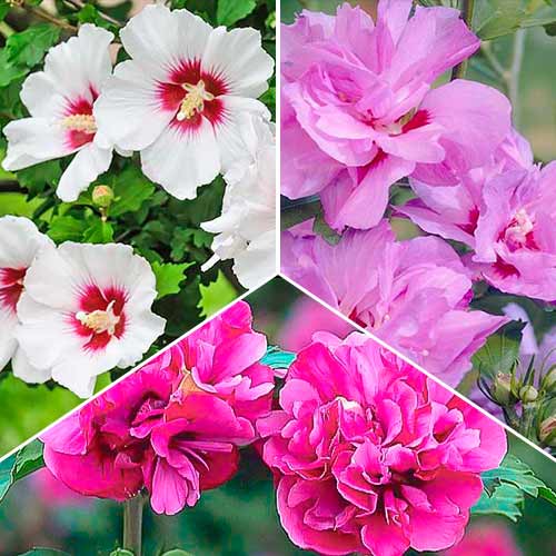 Hibiskus Trio, Set mit 3 Setzlingen interface.art Bild 1 Hibiskus Trio, Set mit 3 Setzlingen interface.image 1 interface.art 5636