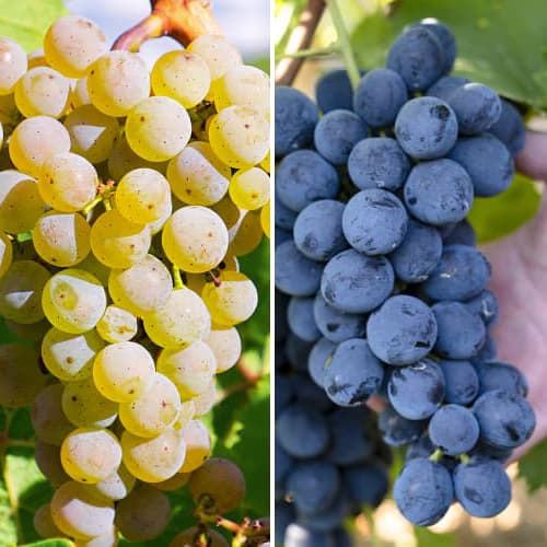 Tolles Angebot! Maxi Weitrauben, Set mit 2 Setzlingen interface.art Bild 1 Tolles Angebot! Maxi Weitrauben, Set mit 2 Setzlingen interface.image 1 interface.art 5571