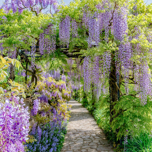 Blauregen Blue, P9 interface.image 1 interface.art 9024