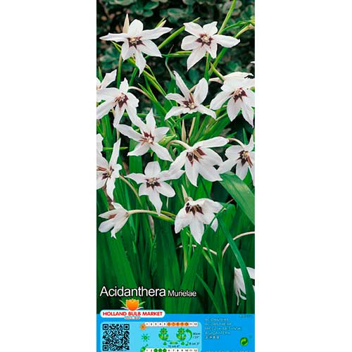 Abessinische Gladiole Murielae interface.image 1 interface.art 76369