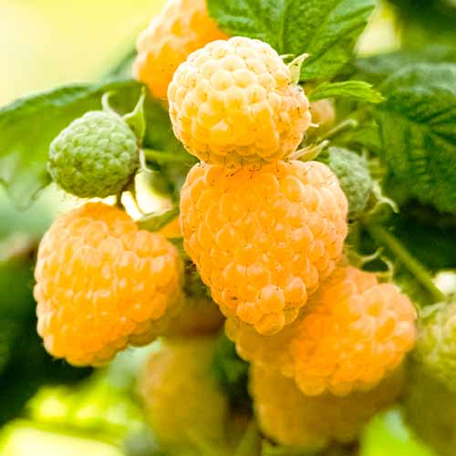 Himbeere Gigant gelb (Ernte 2 Mal im Jahr), Р9 interface.image 1 interface.art 7535