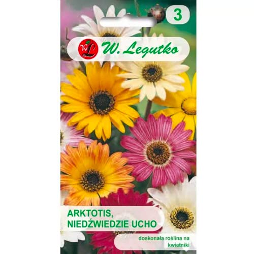 Afrikanisches Gänseblümchen mischung Legutko interface.art Bild 1 Afrikanisches Gänseblümchen mischung Legutko interface.image 1 interface.art 69555