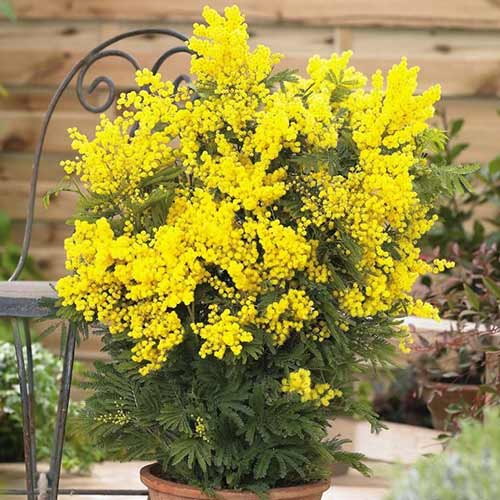 Akazie Mimoza interface.image 1 interface.art 76633