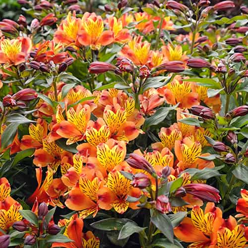 Alstroemeria Indian Summer® Tesronto, С2 interface.art Bild 1 Alstroemeria Indian Summer® Tesronto, С2 interface.image 1 interface.art 8284