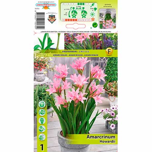 Amarcrinum Howardii interface.image 1 interface.art 76162