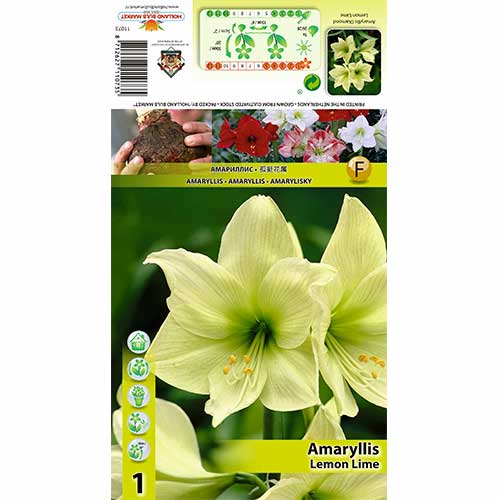Amaryllis Lemon Lime interface.image 1 interface.art 70327