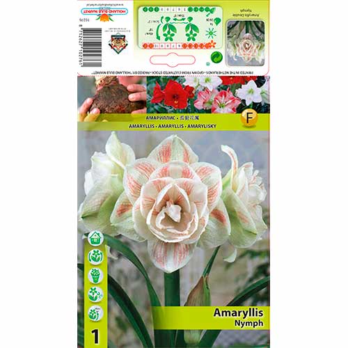 Amaryllis Nymph interface.image 1 interface.art 70328