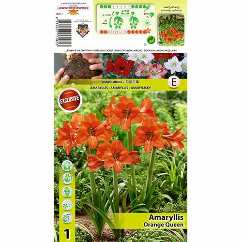 Amaryllis Orange Queen interface.image 1 interface.art 70477