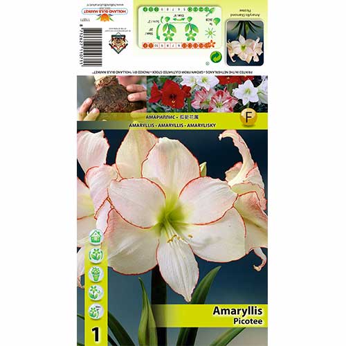 Amaryllis Picotee interface.image 1 interface.art 70329