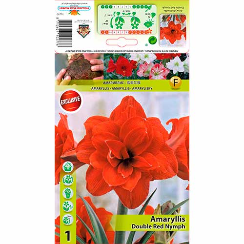 Amaryllis Red Nymph interface.image 1 interface.art 70330