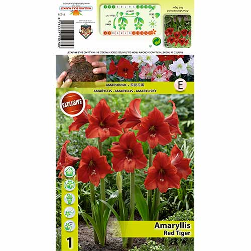 Amaryllis Red Tiger interface.art Bild 1 Amaryllis Red Tiger interface.image 1 interface.art 70331