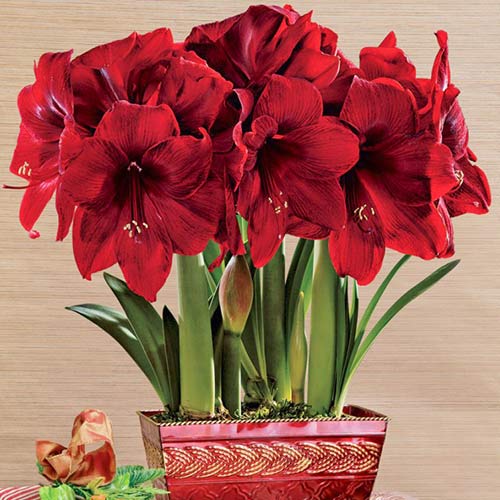 Amaryllis (Ritterstern) Royal Velvet interface.art Bild 1 Amaryllis (Ritterstern) Royal Velvet interface.image 1 interface.art 76014