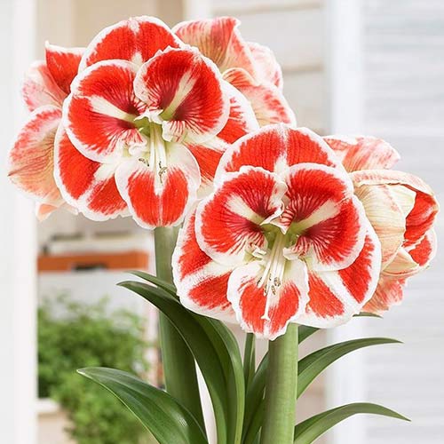 Amaryllis (Ritterstern) Samba interface.art Bild 1 Amaryllis (Ritterstern) Samba interface.image 1 interface.art 76015