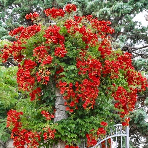 Klettertrompete , P9 interface.image 1 interface.art 9181