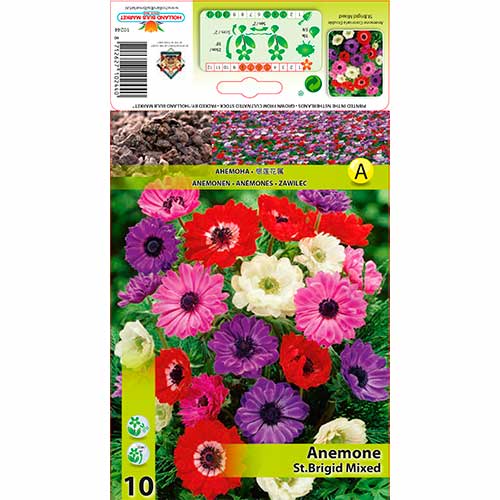 Anemone St.Brigid Mixed interface.image 1 interface.art 70341