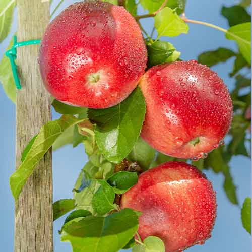 Apfel (columnar) Carneval interface.art Bild 1 Apfel (columnar) Carneval interface.image 1 interface.art 2002