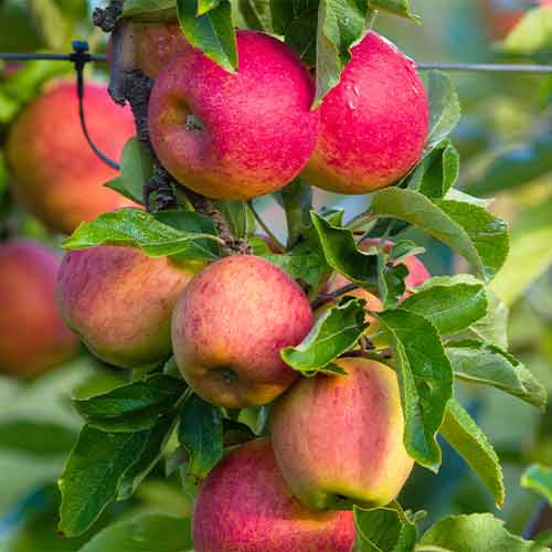 Apfel (columnar) Fuji interface.image 1 interface.art 2003