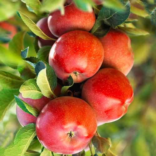 Apfel (columnar) Gala Lord interface.image 1 interface.art 2004