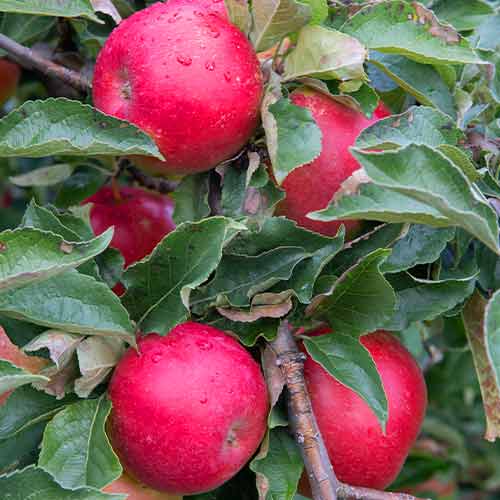 Apfel (columnar) Mars interface.art Bild 1 Apfel (columnar) Mars interface.image 1 interface.art 2005