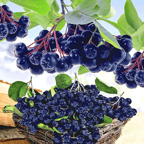 Apfelbeere Viking, P9 interface.image 1 interface.art 8204