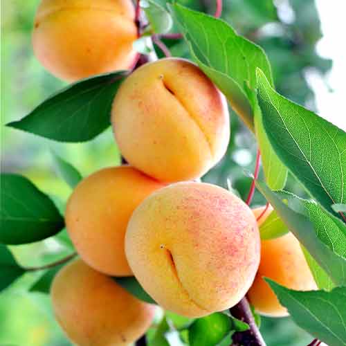 Aprikose (columnar) Anubis interface.image 1 interface.art 2007