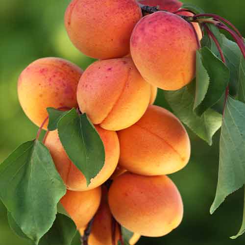 Aprikose (columnar) Diamond interface.image 1 interface.art 2008