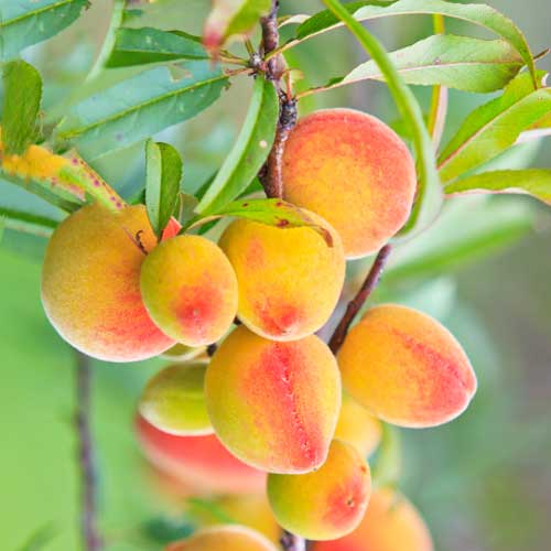 Aprikose (columnar) Perla interface.art Bild 1 Aprikose (columnar) Perla interface.image 1 interface.art 2009