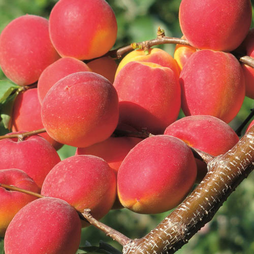 Aprikose Paroly interface.art Bild 1 Aprikose Paroly interface.image 1 interface.art 7955