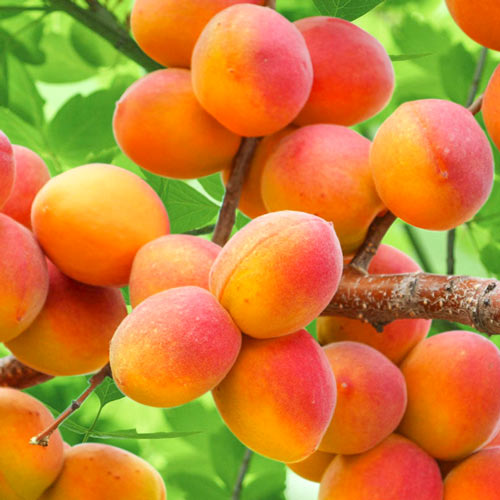 Aprikose Perla, С2 interface.image 1 interface.art 7953